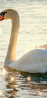 Majestic swan glides over shimmering golden waters.