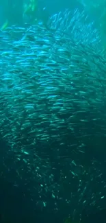 A mesmerizing swarm of fish in a teal ocean.