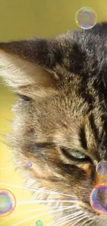 Close-up of a tabby cat with soap bubbles on a golden background.