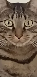 Close-up of a tabby cat's face with green eyes in a wallpaper.