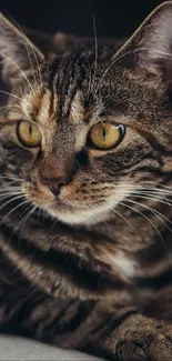 Close-up of a tabby cat with striking eyes, captured as a mobile wallpaper.