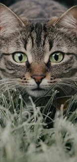 A tabby cat crouches in frosty green grass, eyes focused.