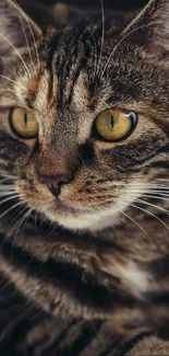 Close-up of a tabby cat with golden eyes and striped fur.