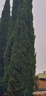 Tall evergreen trees against a clear sky.