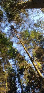 View of tall trees reaching the sky in a serene forest setting.