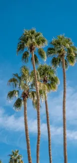 Tall palm trees reaching up into a bright blue sky.