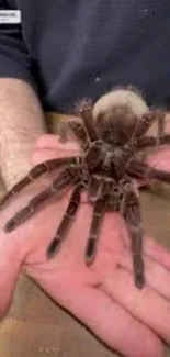 Close-up of a tarantula resting on a person's hand.