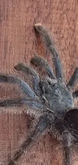 Detailed photo of a tarantula resting on a wooden surface.