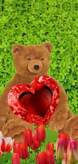 Teddy bear with red heart and tulips on green background.