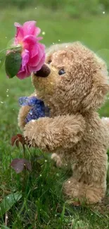 Teddy bear sniffs pink rose in garden.