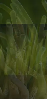 Terrestrial Plant Petal Tints And Shades Live Wallpaper