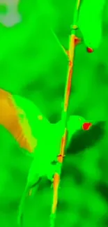 Terrestrial Plant Twig Petal Live Wallpaper