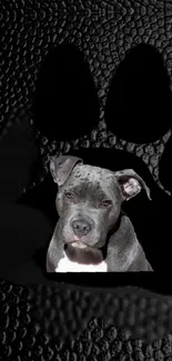 A dog's face inside a black textured paw print wallpaper.