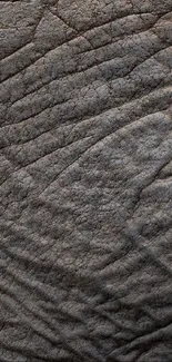 Close-up view of textured elephant skin, showcasing natural patterns.