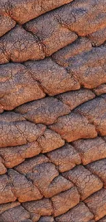 Close-up texture of elephant skin in earthy brown tones for wallpaper.