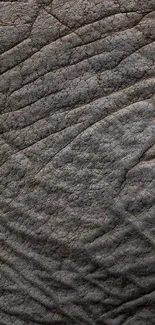 Close-up shot of elephant skin texture in gray tones.