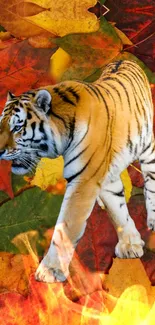 Tiger walking on colorful autumn leaves.