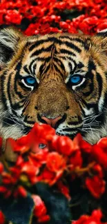 Majestic tiger with blue eyes surrounded by red flowers, nature wallpaper.