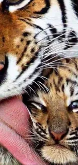 Close-up of a tiger licking its cub, showcasing a tender wildlife moment.