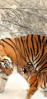 Tiger and cub walking through a snowy forest, captured in a natural setting.