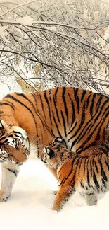 Tiger and cub in a snowy forest scene, showcasing nature's beauty.