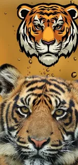 Tiger face with rain droplets on a golden background.