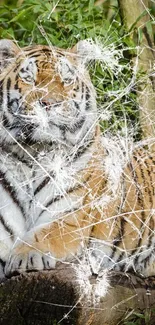 Tiger behind cracked glass with lush greenery.