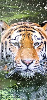 Tiger gazing through raindrops on a vibrant nature wallpaper.