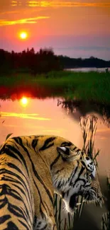 Tiger by a reflective lake with a sunset background.