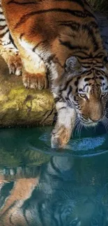 Majestic tiger touching water with reflection.