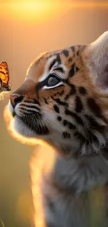 Tiger cub curiously observes a butterfly at sunset.