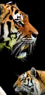 Majestic tigers in vivid detail on a striking black backdrop.