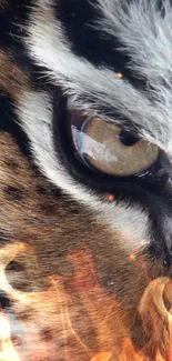 Close-up image of a tiger's eye with intricate fur detail.