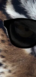 Close-up of a tiger's eye wearing black sunglasses on a colorful mobile wallpaper.