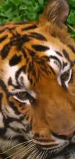 Close-up of a tiger's face with striking orange and black stripes.