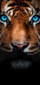 Close-up of a tiger face with piercing blue eyes on a dark background.