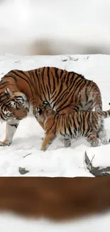 Tiger and cub in snowy landscape mobile wallpaper.