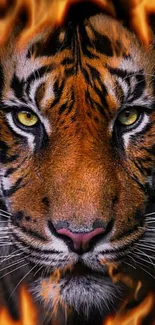 Tiger Felidae Bengal Tiger Live Wallpaper