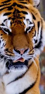 Tiger Felidae Carnivores Live Wallpaper