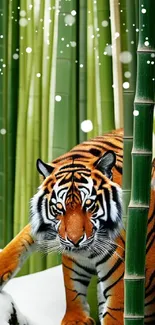 Majestic tiger prowling through a lush bamboo forest with a snowy touch.