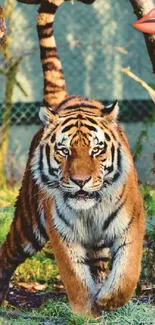 Tiger in a vibrant forest setting with lush greenery.