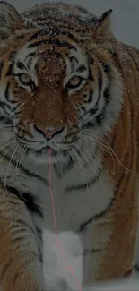 Tiger walking through snowy wilderness with striking stripes.