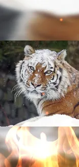 Majestic tiger in snow with fiery flames background.