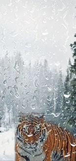 Tiger in a snowy forest with raindrops.