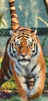 Tiger walking in forested habitat surrounded by trees.