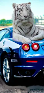 White tiger relaxing on a blue sports car at a racetrack.