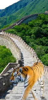 Tiger walking on the Great Wall of China with lush green surroundings.