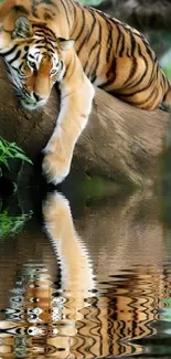 Majestic tiger resting on log with reflection in water.