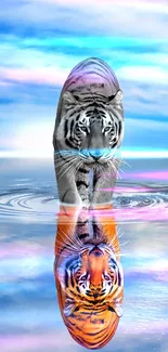 Tiger reflection art with blue sky and calm water.