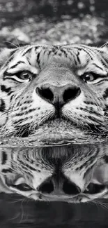 Majestic black and white tiger with reflection in water.